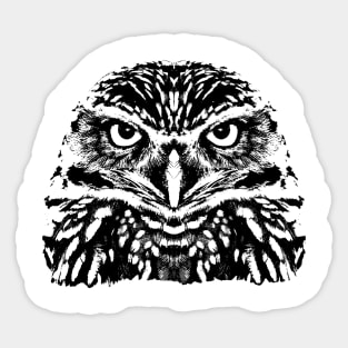 Little owl Sticker